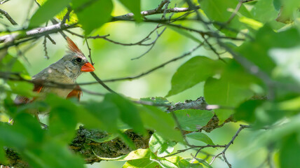 Fototapeta premium Female cardinal perched in a tree surrounded by bright green leaves.