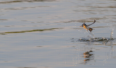 Barn swallow splashes water as it comes up from the surface of a lake.