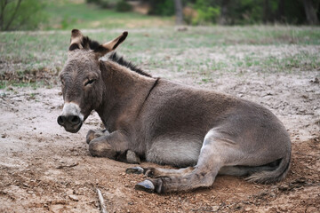 Fototapeta premium Chill mini donkey on farm relaxing in dirt of field.
