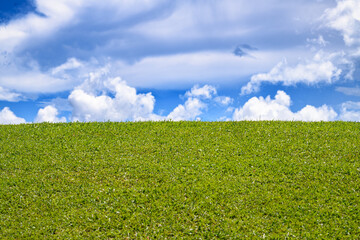 Meadow of green fresh grass under blue sky. Green grassy meadow. Green grass field with blue sky background. Green grass meadow landscape background. Summer landscape. Grass field or meadow.