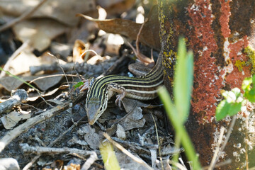 Laredo striped whiptail lizard on ground in Texas nature closeup.