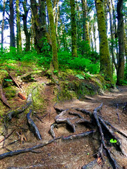 Hobbit Trail along Hwy 101 between Florence and Waldport Oregon. Dense, lush forest hiking trail. 