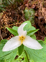 The perfect shot of a Pacific Trillium, also known as the Western trillium. It is native to Oregon. This beautiful wildflower is commonly found in the moist shaded forests of the Pacific Northwest.