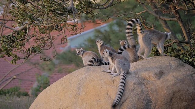 Ring-tailed lemurs are sitting on the stone and looking around, displaying natural behavior in their environment. Wildlife, primate and nature concept