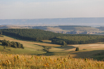 Fototapeta premium A vast field of vibrant sunflowers stretches wide, with a rich and lush forest visible in the background, adding depth to the scenery