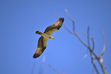 A Juvenile osprey in flight