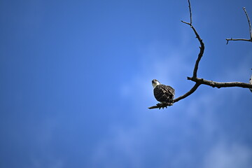 A Juvenile osprey on a branch