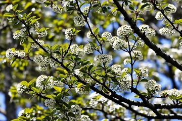 A beautiful tree with white flowers and green leaves, perfect for nature-inspired designs or botanical illustrations