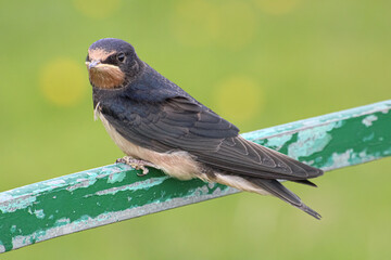 One barn swallow perched on a metal fence in a park