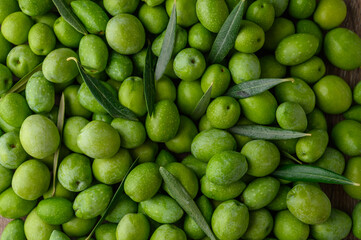 Beautiful fruits of the olive tree, an ingredient for making olive oil.