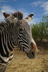 Super detailed close-up view of the face of an African zebra. in a natural park. vertical image. texture.