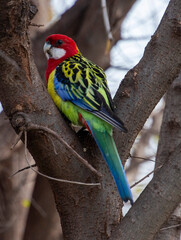 Western rosella in outback New South Wales, Australia.