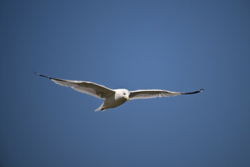 seagull flying in the sky