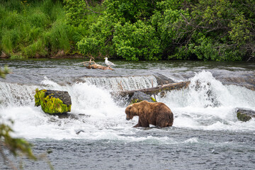 brown bear in water