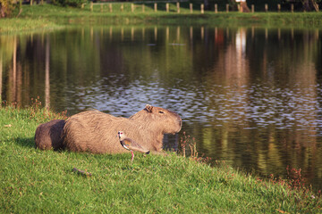 Capibara en Bosque de Barra da Tijuca - Rio de Janeiro, Brasil
