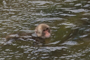 顔を上げて泳ぐニホンザル