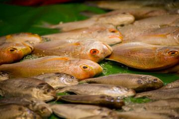 a market stall filled with various fresh, vibrant-colored seafood