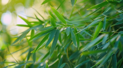 Obraz premium A close-up of bamboo leaves, capturing their delicate texture and vibrant green color.