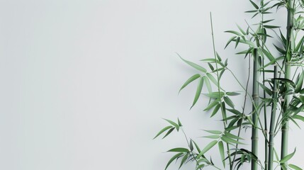 Obraz premium A minimalist arrangement of bamboo stalks against a white background, highlighting their natural beauty