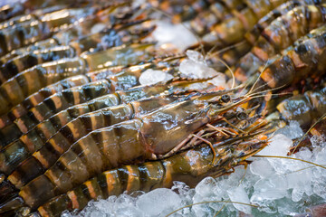 Fresh large prawns displayed on a market stall, surrounded by ice to maintain their freshness.