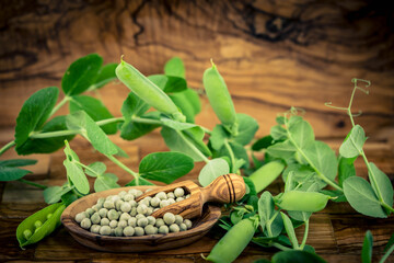 Erbsen Pisum sativum auf Olivenholz