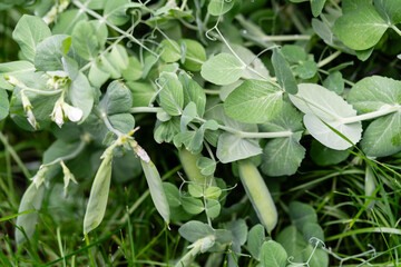 Erbsen Pisum sativum auf Olivenholz