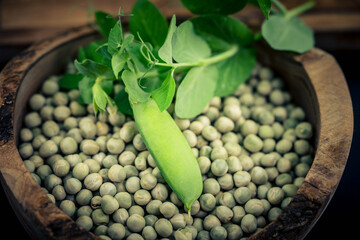 Erbsen Pisum sativum auf Olivenholz