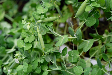 Erbsen Pisum sativum auf Olivenholz
