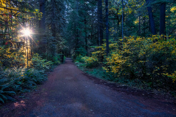 Fototapeta premium A Light in the woods