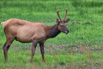Young Bull Elk