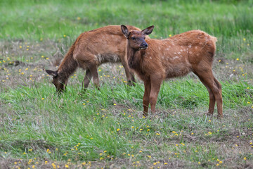 Young Elk Grazing