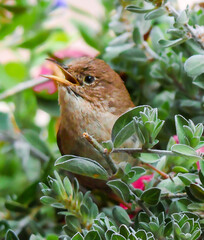 Little Bird in Greenery