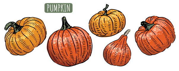 Set of hand drawn colorful pumpkins. Autumn vegetables drawing. Vector pumpkins of different shapes. For Halloween, postcards, packaging, design.