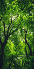 Obraz premium Lush green trees embodying growth and positivity