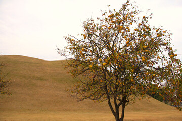 Beautiful Autumn Scenery Inside Daereungwon Tomb Complex in Gyeongju, South Korea