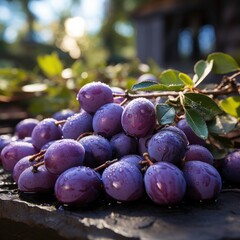 Fototapeta premium Professional landscape photo capture of piles of Buni fruit harvested by a farming family in the garden for sale