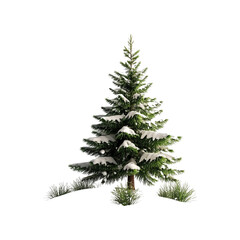 Fototapeta premium Snowy Pine Tree