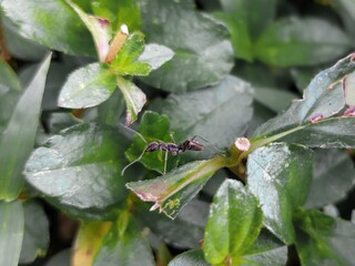 A macro photograph captures the intricate details of a black ant (Lasius niger) standing on a patch of dewy morning grass