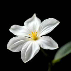 Fototapeta premium white flower on black background