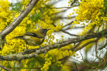 Bellbird, korimako, anthornis melanura, perched on branch of golden wattle tree side on lightly above eye height, new zealand