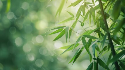 A soft-focus shot of bamboo leaves with a horizontal band across the center for text.
