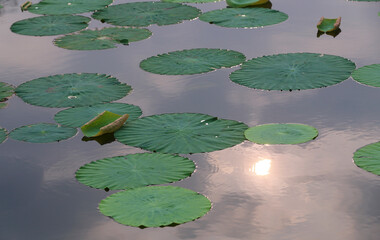 Green lotus leaves growing on water