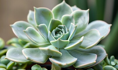 Fototapeta premium A succulent plant, small green rose succulent.