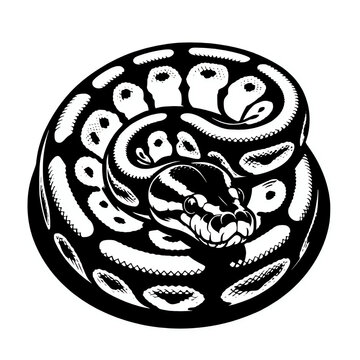 Ball python snake vector silhouette illustration