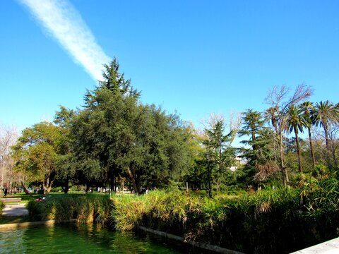 lake and trees