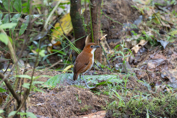 White - Bellied Antpitta