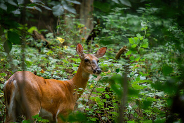 deer in the forest