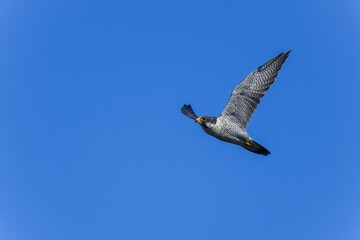 青空バックに頭上を悠然と飛ぶハヤブサ成鳥