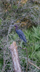 heron