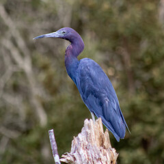 blue heron ardea cinerea